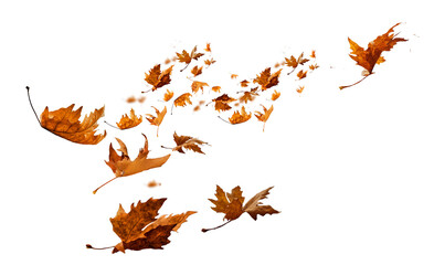 Wall Mural - leaf leaves isolated autumn winter season background falling fall platanus tree wid air w