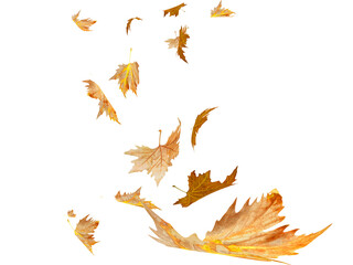 Wall Mural - leaf leaves falling down in autumn season background