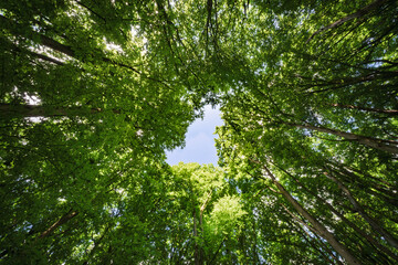 Wall Mural - sunlight filtering beautifully through the lush canopy of the forest creates a magical ambiance