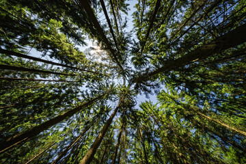 Wall Mural - tall trees majestically reaching upwards for the bright sky in a vibrant, lush forest