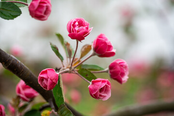 Pink apple tree in full spring bloom