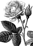 Vintage rose and lace border with engraving style for classic design Vintage rose and lace border with engraving style for classic design