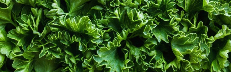 Close-up view of fresh parsley leaves showcases their intricate textures and vibrant green colors. This macro shot brings out the natural beauty of the herb, highlighting its freshness