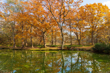  日本の風景・秋　北海道　紅葉の大沼公園
