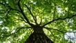 © Wulan - A view looking up at a large tree with bright green leaves creating a canopy against the sky