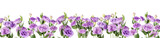 Violet eustoma flowers on white background, banner design