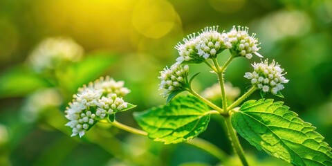Wall Mural - Close-up of blooming marshmallow plant showing delicate flowers and vibrant green leaves, flower, garden,  flower, garden