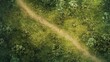 © Nusaibah - High-angle view of a path through a lush green forest