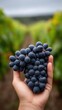 © SERHII - Close-up of hand holding freshly harvested purple grapes in vineyard