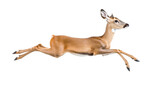 Roe deer jumping on white background
