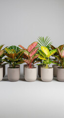 colorful indoor croton plants in neutral toned pots