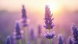 © Maryna - Close-up photo lavender field with soft focus. Violet flowers bloom against blurred background, lit by warm sunlight. Floral beauty, springtime aroma, peaceful scenery, fresh countryside environment.