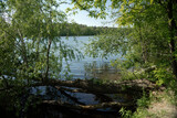 Jezioro Licheńskie, Poland; Salix L.; Willow; a tree stump lying in a lake, a tree on the shore fallen into the water
