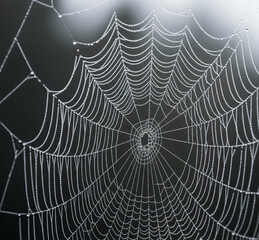 spider on web
