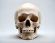 © Marina - Human skull, front view, white, close -up.