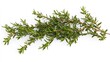 © MUCHIB - Fresh Rosemary Sprig on White Background