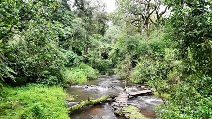 Wall Mural - drone flight over a winding river in kenya mau forest near kericho revealing dense rainforest canopy