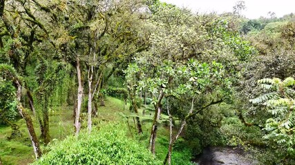 Wall Mural - rising drone shot revealing the dense canopy of mau forest in kericho, kenya