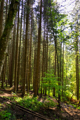  Trees in the wild forest.