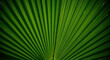 © Mohamed Nageeb - Macro Close-Up of Vibrant Green Palm Leaf with Fanned Veins, Showcasing Abstract Natural Pattern, Tropical Texture, and Modern Organic Geometry