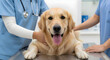 © CreativeNest - Golden Retriever at Veterinary Clinic During Health Checkup