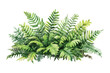 © siyam - Watercolor fern fronds lush greenery on transparent background botanical illustration vector design