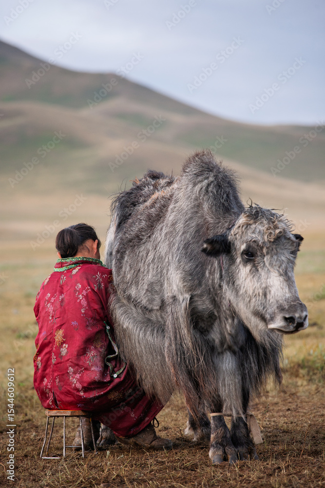 Nomadic woman milking a yak in the Mongolian steppe, wearing a ...