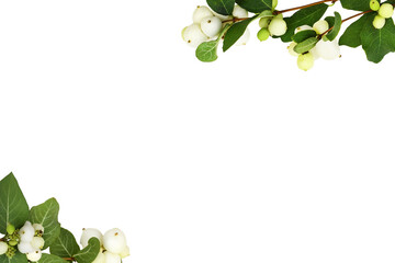 Wall Mural - Snowberries (Symphoricarpos albus) with green leaves in a corner arrangements isolated on white or transparent background