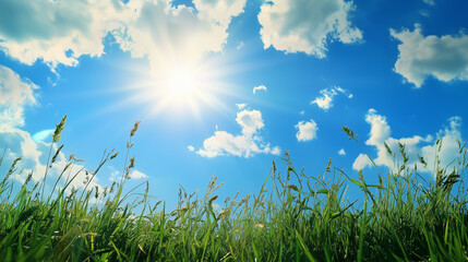 Wall Mural - green field and blue sky. field and clouds