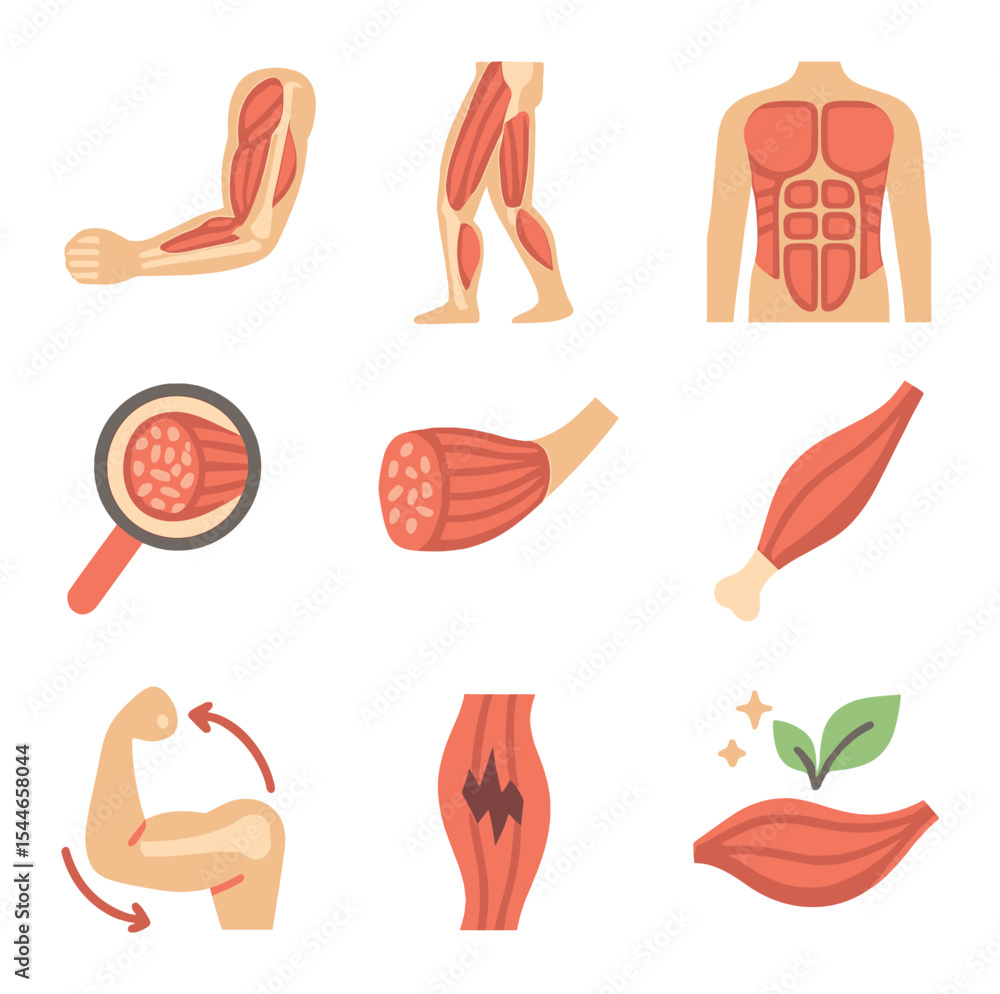 Muscle System Icon Muscle Anatomy Icons. Flat icon set of muscle anatomy diagrams: labeled ...