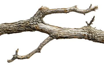 Isolated tree branch with rough bark and small twigs against a transparent background