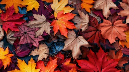 Wall Mural - Vibrant maple leaves in multiple colors with water droplets, showcasing rich autumn palette of red, yellow, orange, purple, and blue tones. Detailed leaf textures and intricate vein patterns visible.