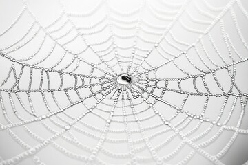 A spiderweb glistening with morning dew, intricate design and delicate water droplets.