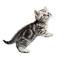 © Asif - A cute silver tabby kitten stands on its hind legs, isolated on transparent background
