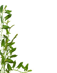 Wall Mural - twigs of fresh bindweed with green leaves in a corner background isolated on white or transparent ba