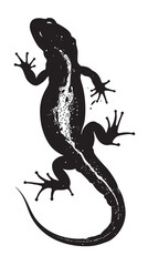 Wall Mural - Salamanders silhouette isolated in White background