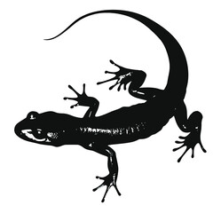 Wall Mural - Salamanders silhouette isolated in White background