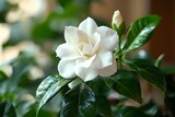 The gardenia blooms quietly in the pot, its pure white petals emitting a faint fragrance