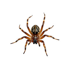 Wall Mural - spider isolated on white background