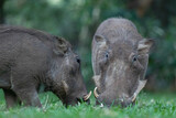A warthog grazes on some lush green grass.