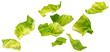 © xamtiw - Falling chopped lettuce leaves isolated on white background