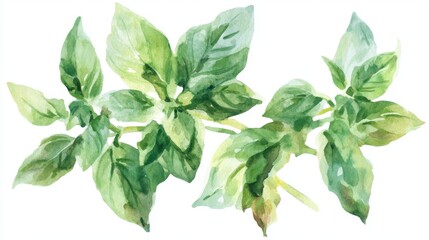 Watercolor artwork illustrating a sprig of fresh basil, a common ingredient in cooking, with its green leaves prominently displayed against a white background, intended for use in recipes and design