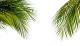 Green palm tree on white background Green palm tree on white background