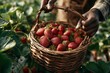 © ProStockPhoto - African descent person holding a wicker basket filled with fresh ripe strawberries in a strawberry field outdoors