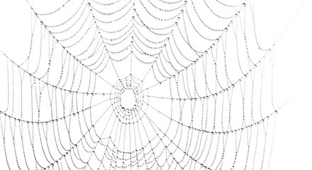 Intricate spiderweb detail isolated on transparent background