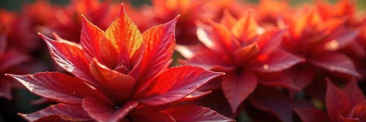 Wall Mural - Close-up shot of vibrant, fiery-red plants with unique, flame-like leaves and petals, basking in sunlight Intricate detail showcases the plant's texture and color variations , macro, heat