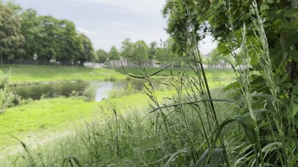 Wall Mural - lush green field with a river running through it. the grass is wet and the sky is clear