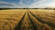 © yama - Golden wheat field summer landscape rural farm scenery sun sky day path calm trees grass image yellow