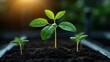 © FocusFusion - In a modern agricultural setting, vitamin-enriched, genome-engineered seedlings emerge from nutrient-rich soil, demonstrating the innovations in plant biotechnology and agricultural science