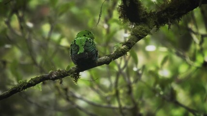 Wall Mural - whitehead's broadbill - calyptomena whiteheadi bird in calyptomenidae endemic to the mountain ranges